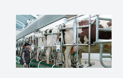 Herringbone Milking Parlour from AB Enterprises