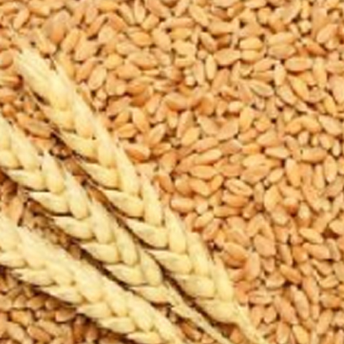 Raw Wheat Seeds from Dhanraj World of Export