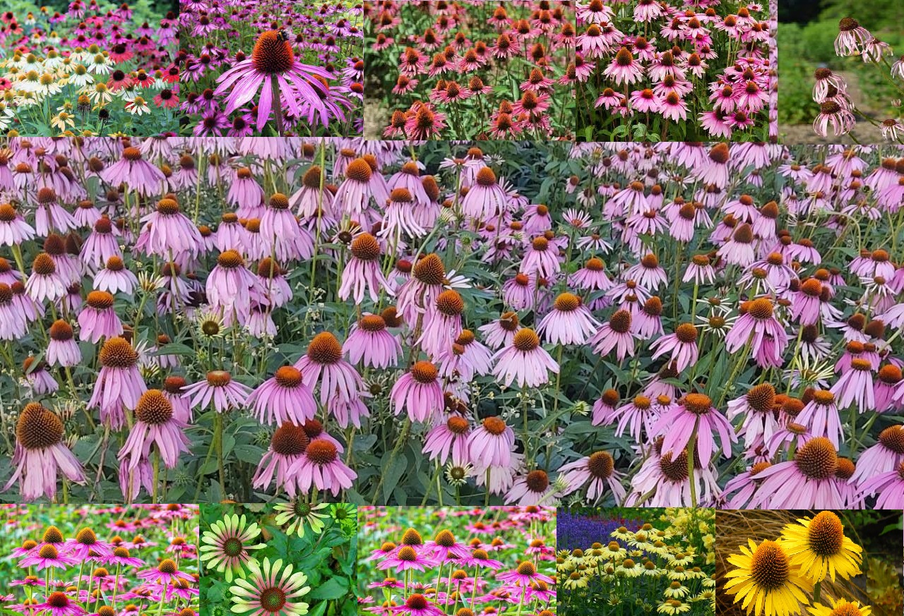 Echinacea purpurea seeds in Kashmir from JKMPIC-Seed Store