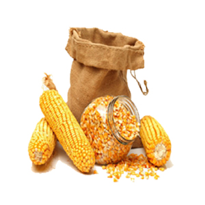 Best Quality Maize