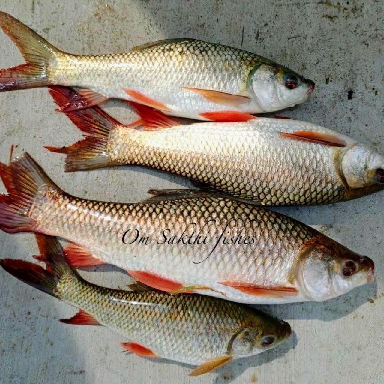 Fresh water Rohu fish Available at lower price from OM SAKTHI FISH MARKET RETAIL & WHOLESALER