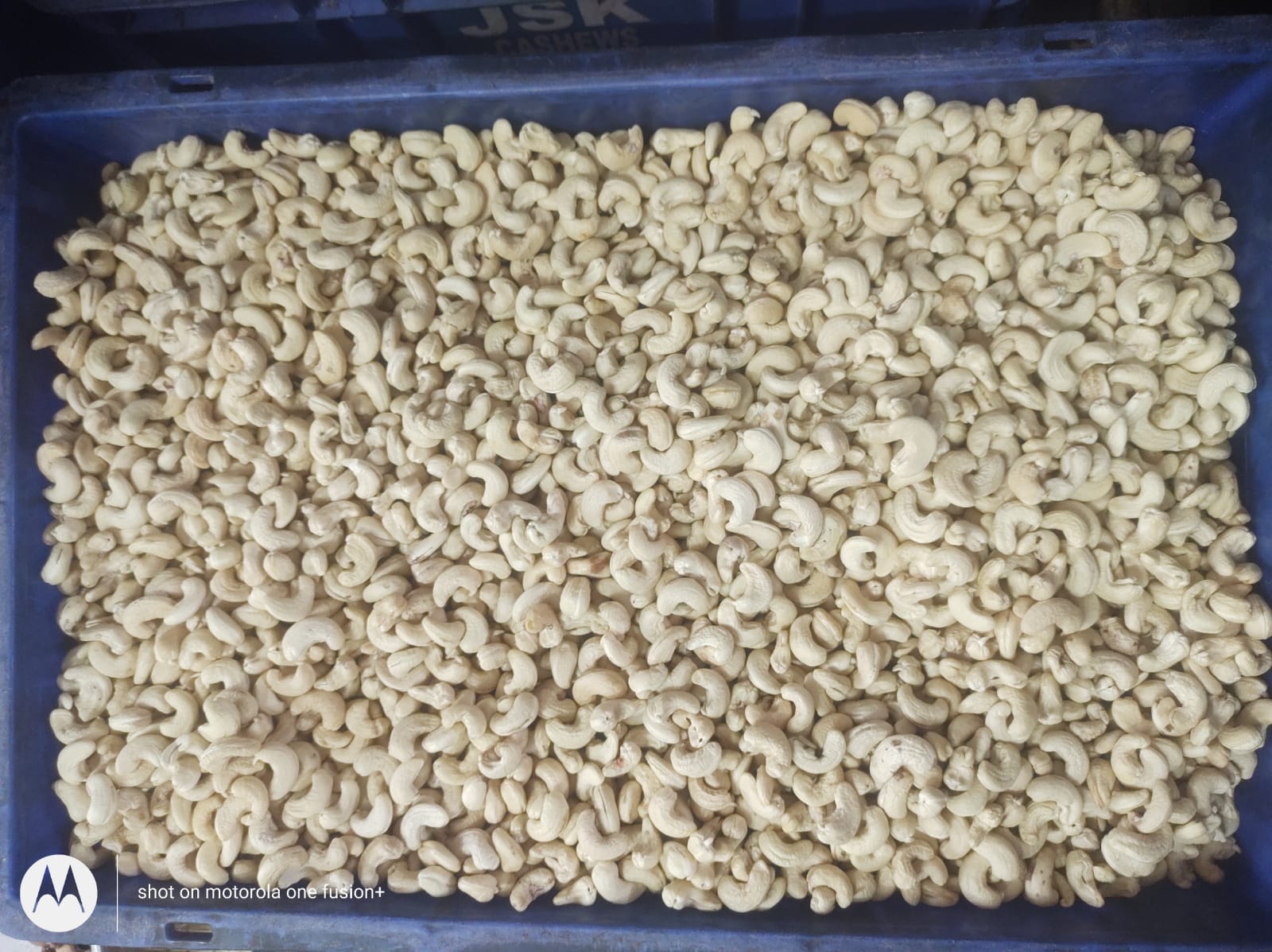 Processed cashew nuts with good quality from Gunatraders