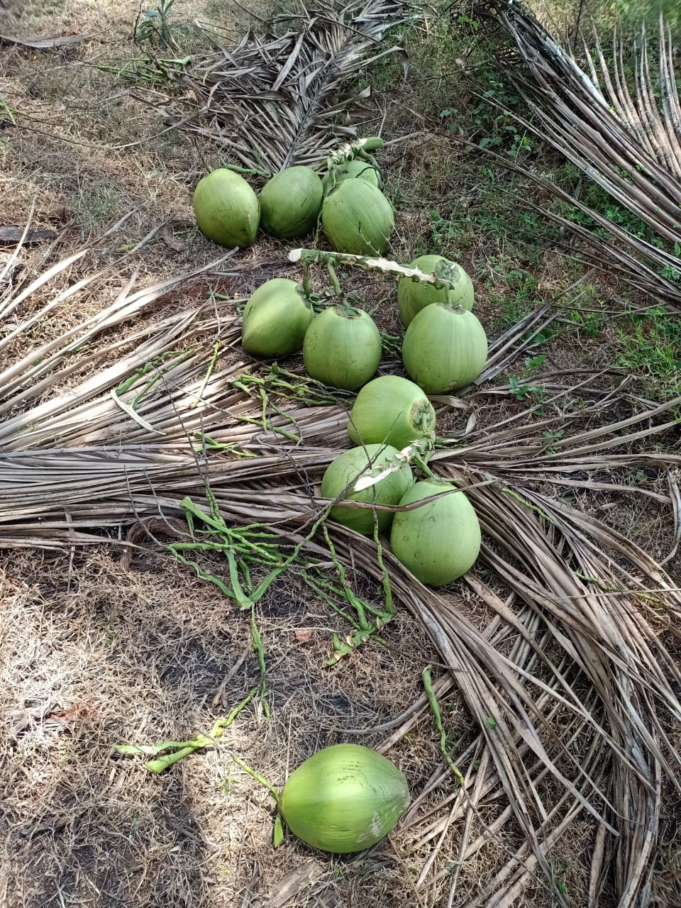 Big Size Fresh Tender Coconut