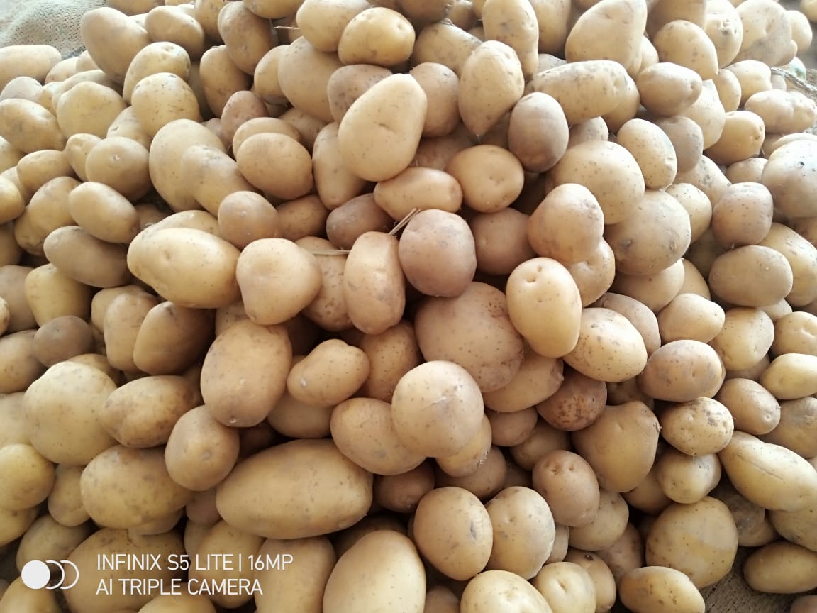 Fresh Export Quality A Grade Potato from Maya shree treading