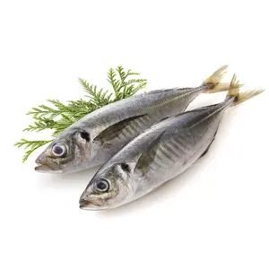 Mackerel from OM SAKTHI FISH MARKET RETAIL & WHOLESALER