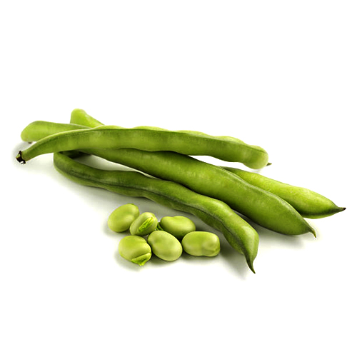 Fresh Organic Broad beans from EXPO TRADING