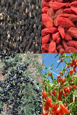 Lycium ruthenicum-Black Gojiberry seeds for sale from JKMPIC-Seed Store