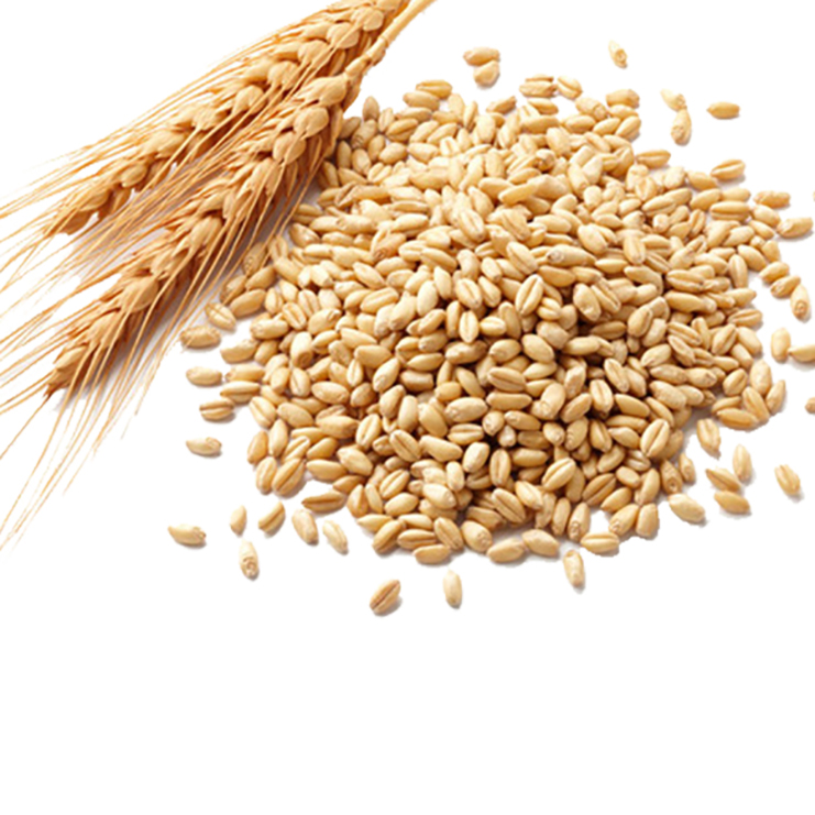 Best Quality Fresh Wheat Grain For Wholesale