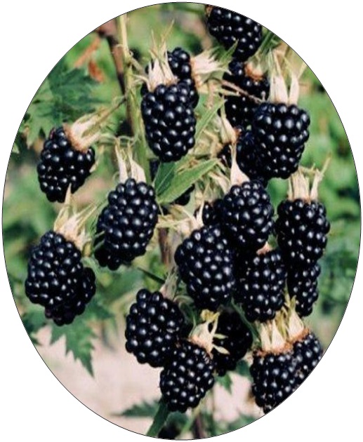 Blackberries seeds for sale from JKMPIC-Seed Store
