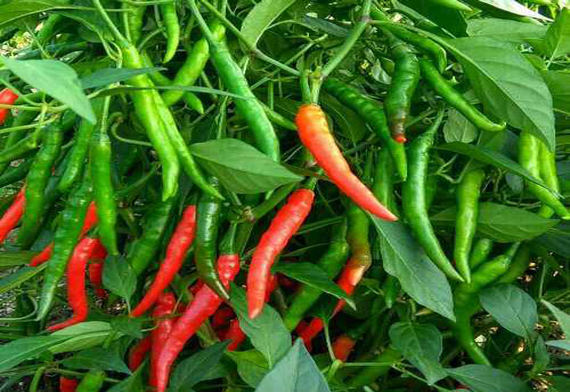 Fresh Green Chilli, Export Quality from Harsha & Co