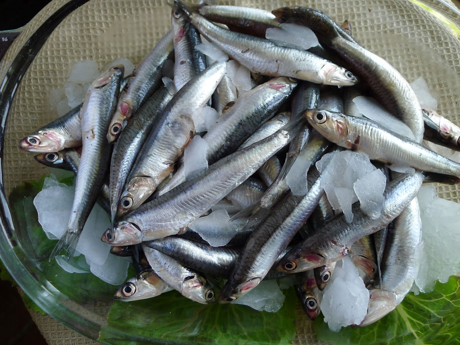 Anchovy Fish – Nethili 