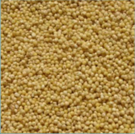 Millet (Bajra) from Mahesh Agro Food Industries 