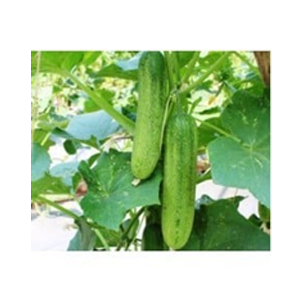 Cucumber Indosem 1101 from KissanPro