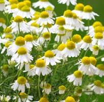 German chamomile seeds for sale from JKMPIC-Seed Store