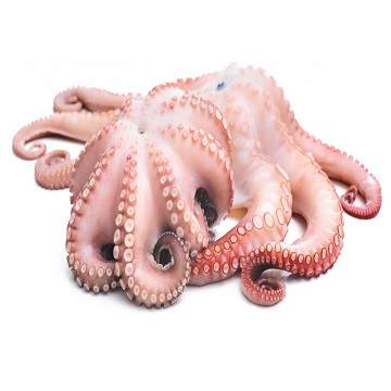 Wholesale Seafood Big Size Frozen Octopus