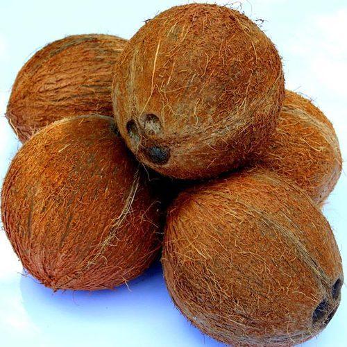 Best Fresh Husk Coconut from Sai Ram Traders