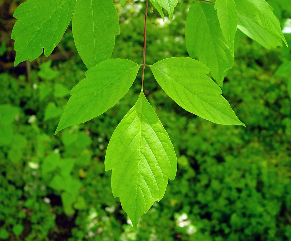 Acer negundo-Kashmir Maple tree from Kashmir from JKMPIC-Seed Store