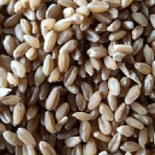 Fresh Wheat Seeds from Dhanraj World of Export