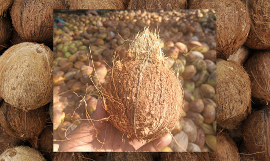 Husked & Semi-Husked Coconuts from Villukattu Coconuts