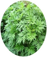 Artemisia annua seeds for sale from JKMPIC-Seed Store