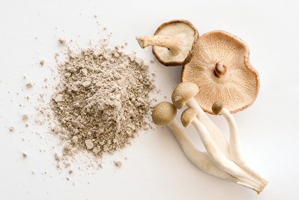 Mushroom Powder from BIOBRITTE AGRO SOLUTIONS PRIVATE LIMITED