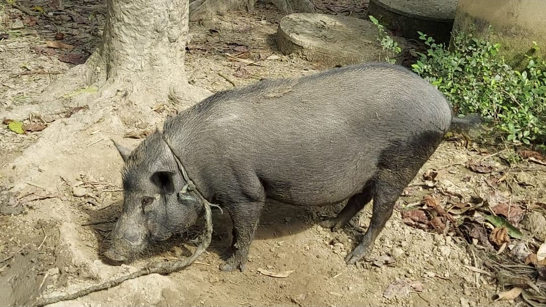 Large Black Pigs - 120kg from Blackpig