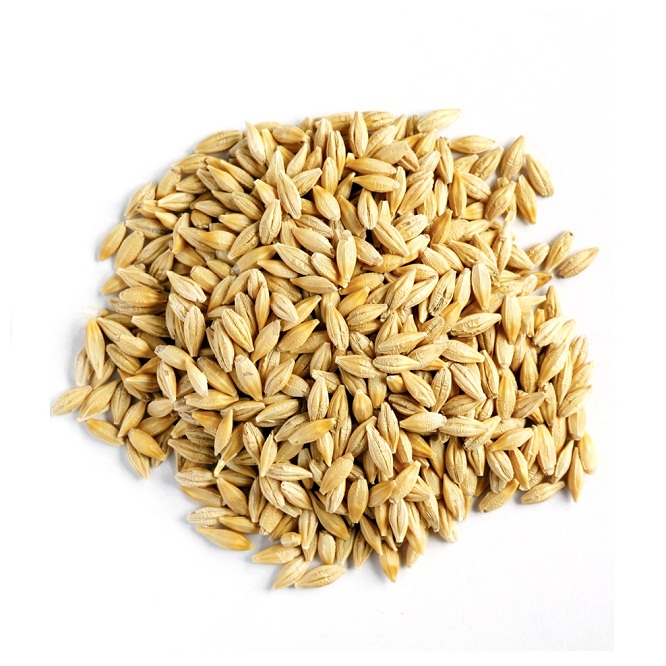 Best Quality Animal Barley