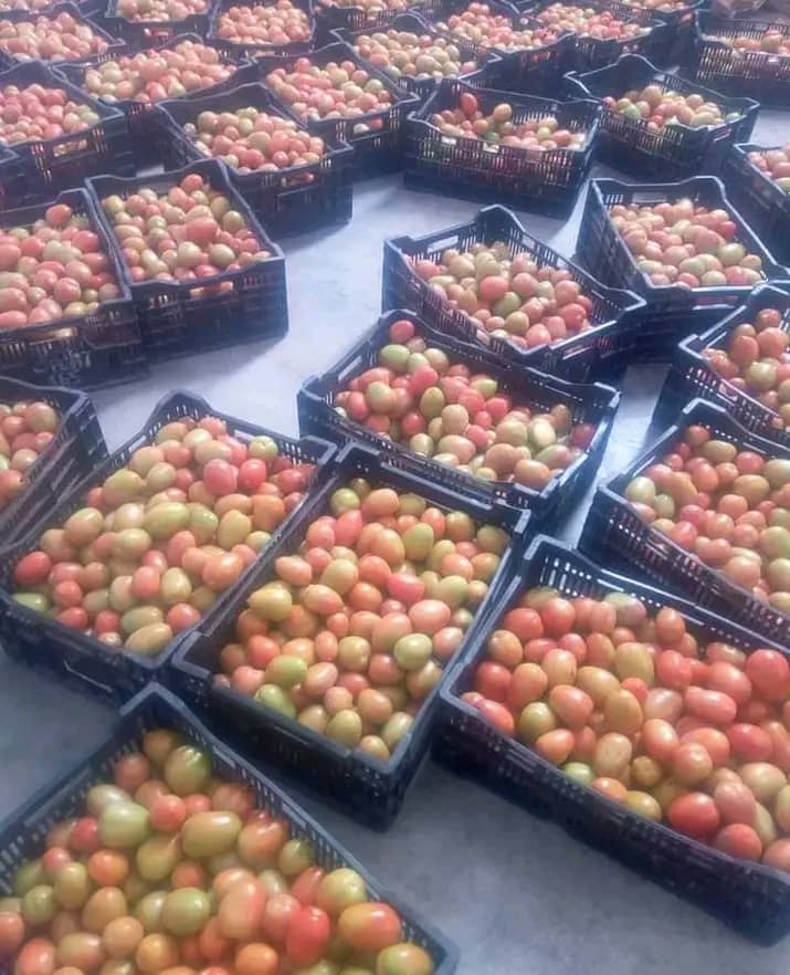 A Grade Tomato From Ethiopia from SARA BERHANU Import and Export PLC
