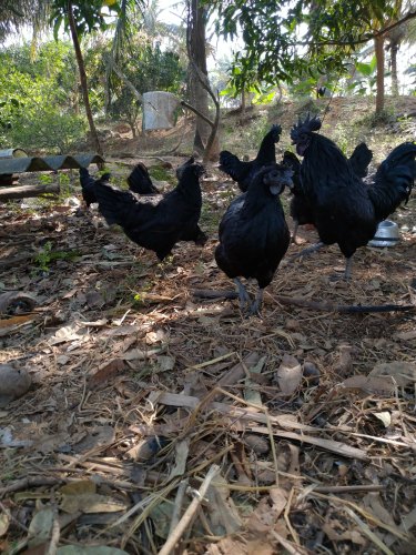 Kadaknath Chicks from Heritage Integrated Farm