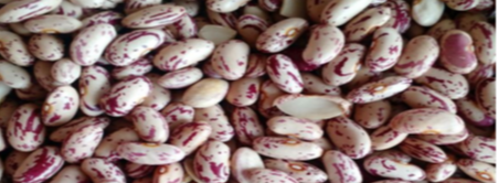 Light Kidney Beans from AUREA INTERNACIONAL 