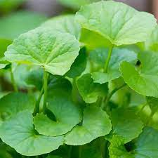 Centella Leaves