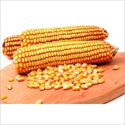 Best Quality Maize Seed from Sri Guru Krupa Traders