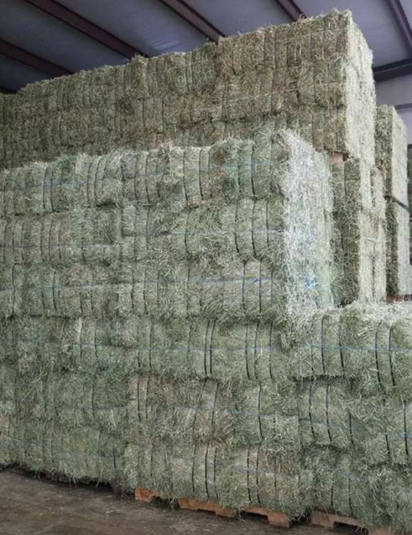 Timothy hay for sale from Seaside Hay farm