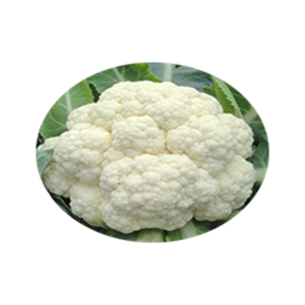 Cauliflowe Syngenta – Barkha from KissanPro