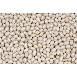Top Quality White Beans from PANKAJ AGRO PROCESSING PRIVATE LIMITED