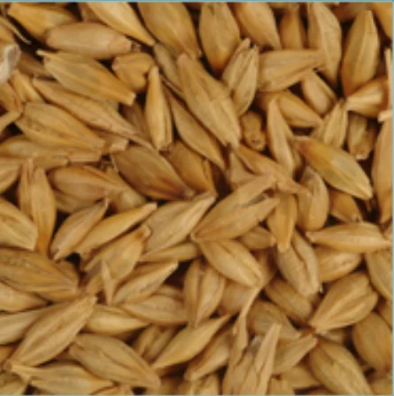 Barley