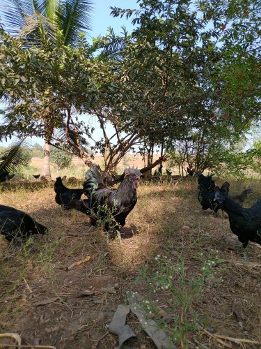 1 Month Old Black Kadaknath Chicken from Heritage Integrated Farm