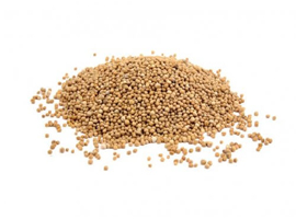 Mustard Yellow Seeds from PERFETTO NATURALS