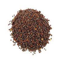 Mustard Seed