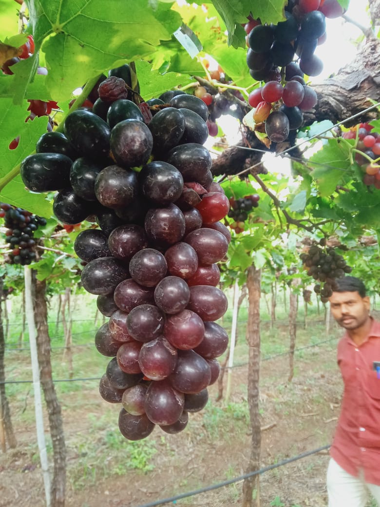 Export Quality Black Grapes For Wholesale / Export from Anandmurti Agro Business Center