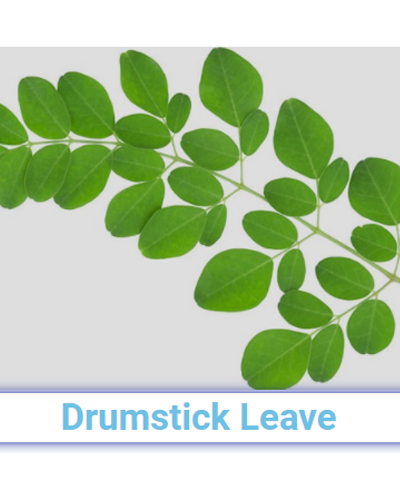 Fresh Drumstick Leave - Pan India from SRG EXIM