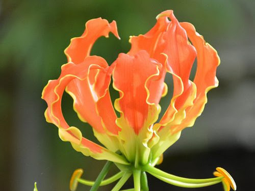 Gloriosa Flower Plant from Planto Gallery E nursery
