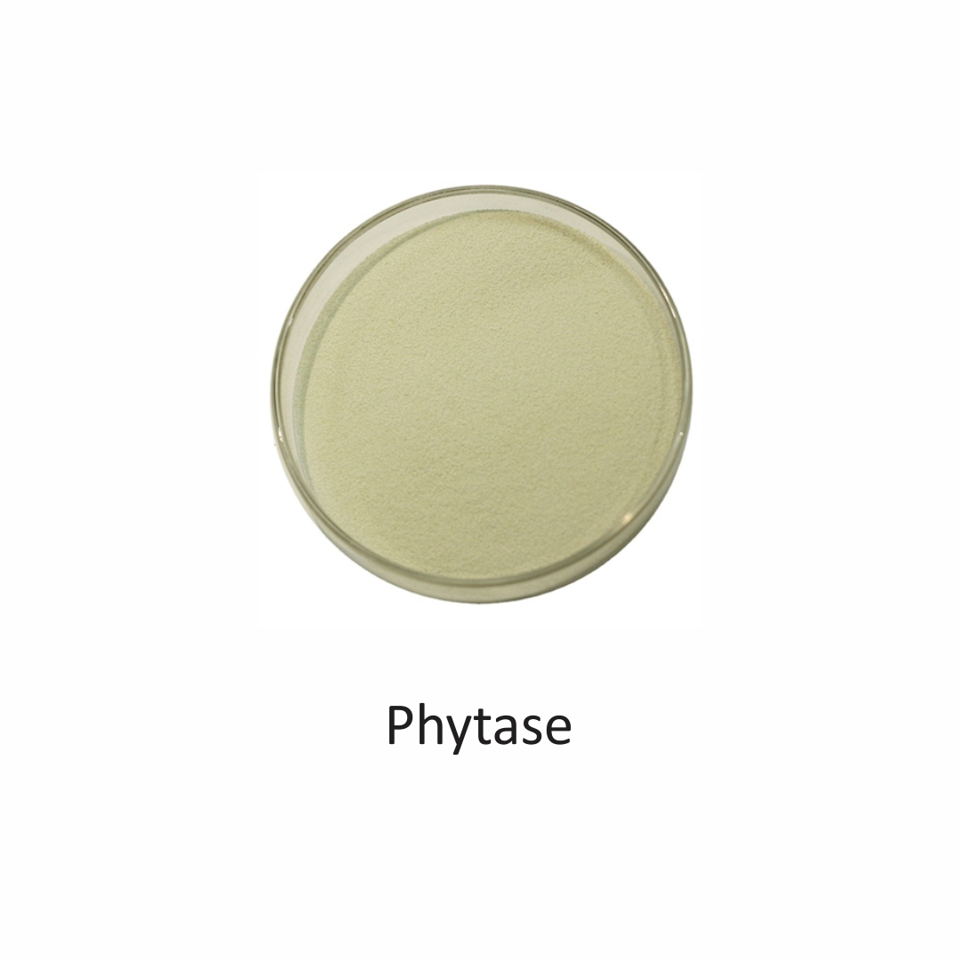 Phytase