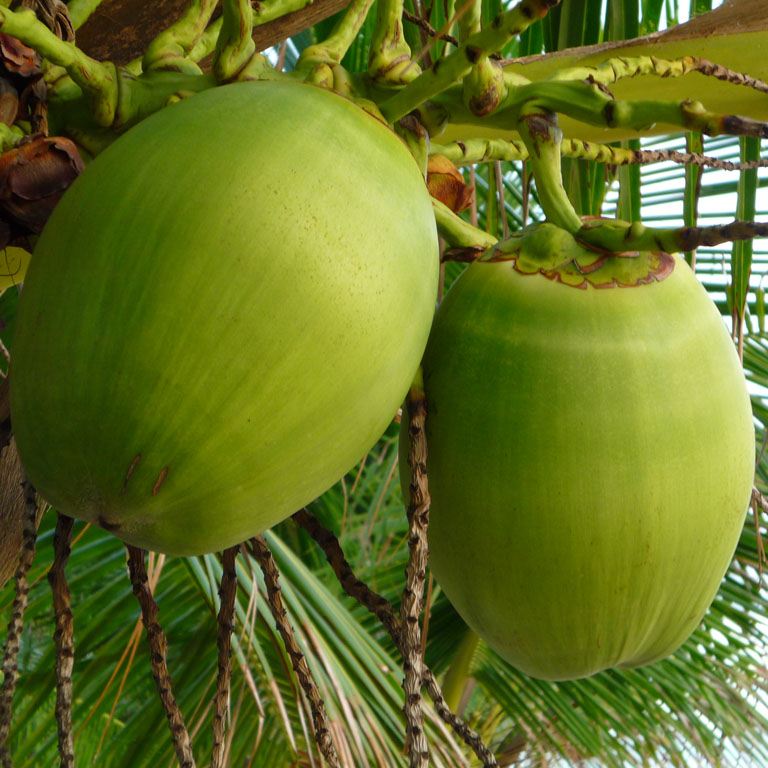  FRESH YOUNG COCONUT