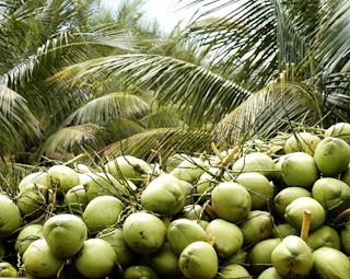 Raw Fresh Tender Coconut from AVJ STORE