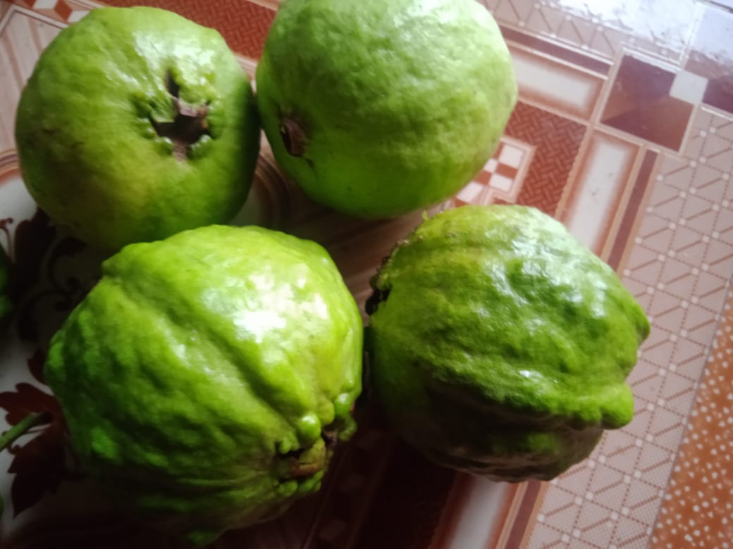 Green Fresh Guava from Anandmurti Agro Business Center