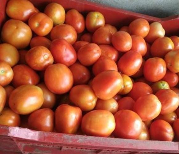 Red Tomato  from MEHAN ENTERPRISE