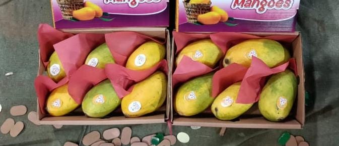 Juicy Fresh Mango  from Chaudhry Logistics Handling