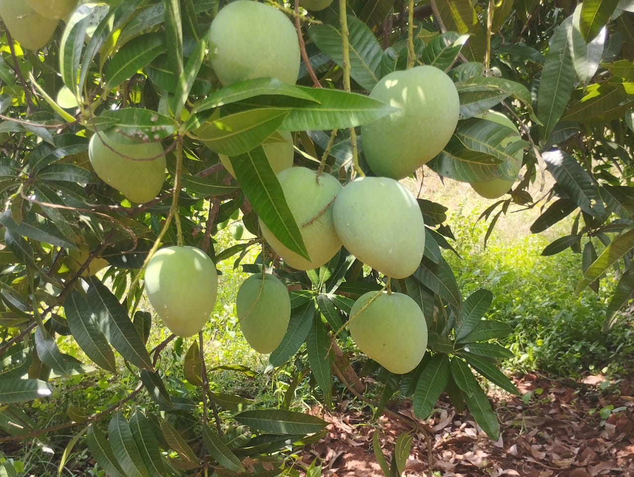 Big Size Green Mangoes  from Hakim vegetable and fruit supplier 