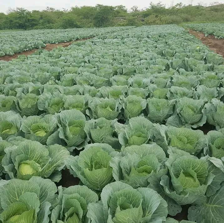 Export Quality Cabbage From Ethiopia from SARA BERHANU Import and Export PLC